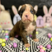 Boxer Puppy Teddy
