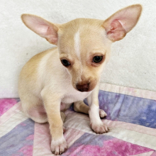 Puppy