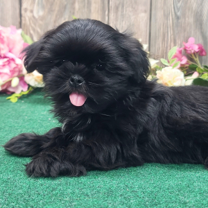 Shih Tzu Puppy Bear