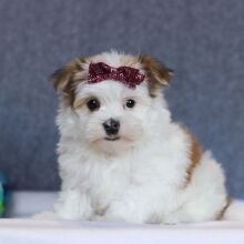 Morkie Puppy Flora