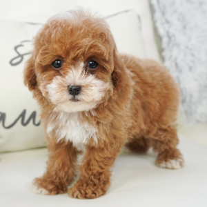 Poodle Puppy Trilly