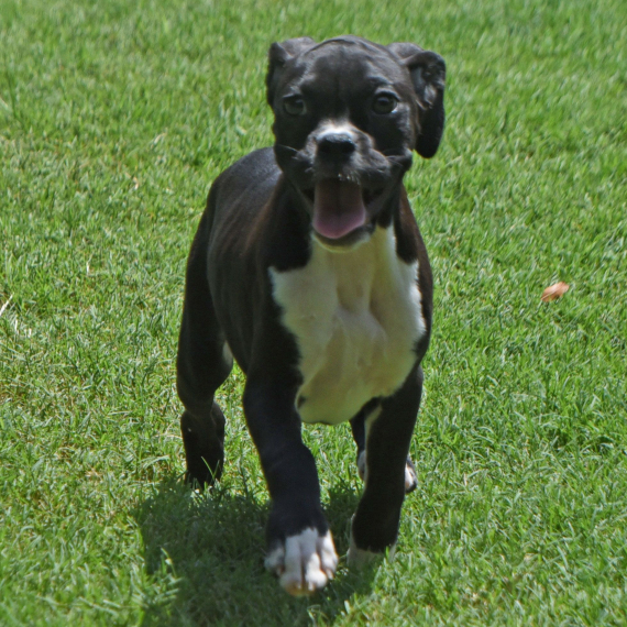 Brigitte, a Sealed Flashy Brindle Female Boxer Puppy 732496 PuppySpot