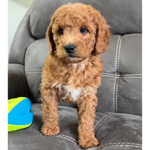 Goldendoodle Puppy Buddy Boy