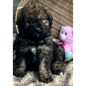Bernedoodle Puppy Timmy