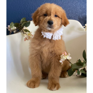 Goldendoodle Puppy Coppy