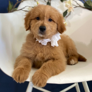 Goldendoodle Puppy Coppy