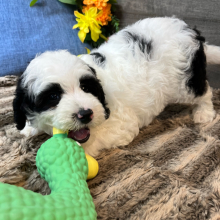 Puppy