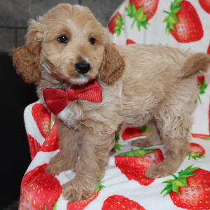Goldendoodle Puppy Knox