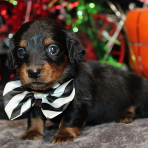 Dachshund Puppy Ivan