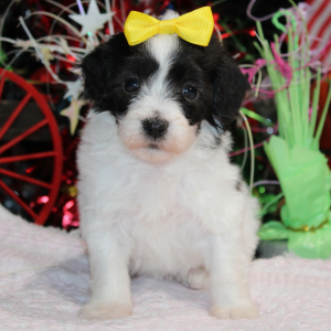 Maltipoo Puppy Madden