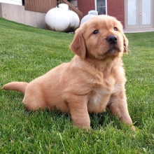 Puppy