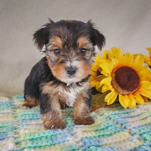 Yorkshire Terrier Puppy Mia