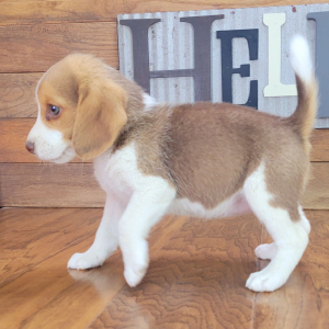Beagle Puppy Daisey
