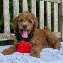 Puppy
