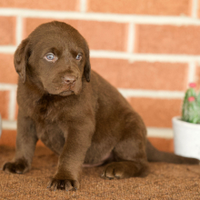 Puppy
