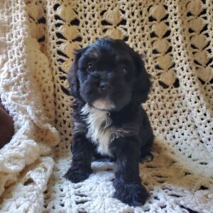 Cavapoo Puppy Billy