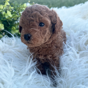 Poodle Puppy Dexter