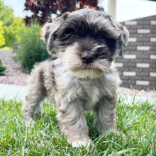 Puppy