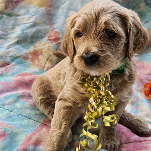 Bernedoodle Puppy Goldie