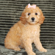 Poodle puppy for sale Hilda , dog for sale