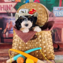 Bernedoodle puppy for sale Sloop, dog for sale