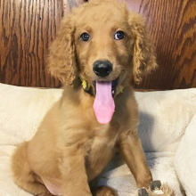 Goldendoodle puppy for sale Daisy, dog for sale