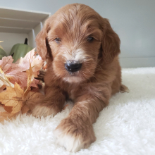 Goldendoodle puppy for sale Scarlet , dog for sale