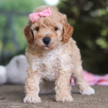 Bichonpoo puppy for sale Nutella, dog for sale
