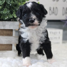 Aussiedoodle puppy for sale Blaze, dog for sale