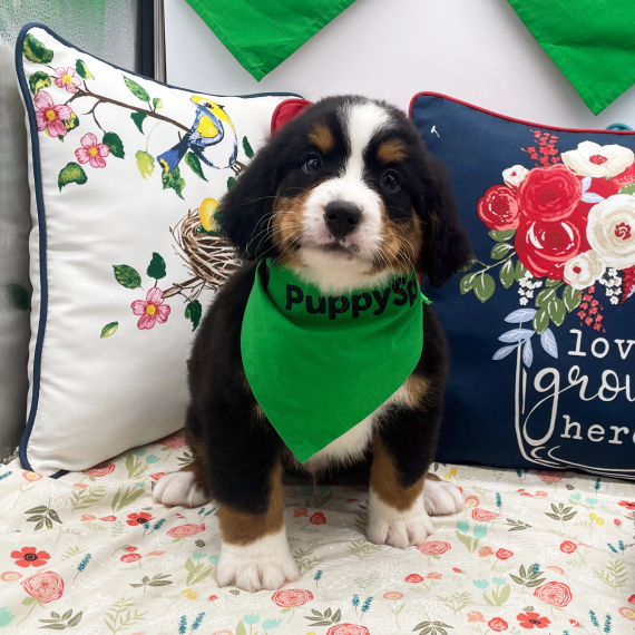 Rocky, a Black Rust & White Male Bernese Mountain Dog Puppy 773956