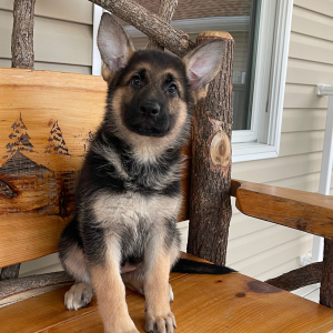 Dog Breed Husky Alsatian Cross Puppy Puppy Husky Sheepdog Cross