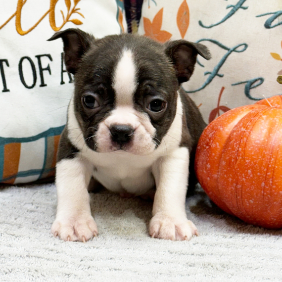 Mr Dinozzo, a Black Brindle & White Male Boston Terrier Puppy 775946