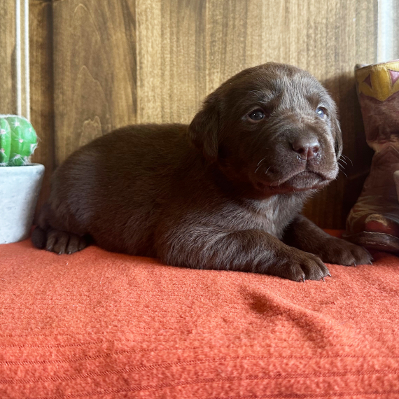 Hope, a Chocolate Female Labrador Retriever Puppy 776966 PuppySpot