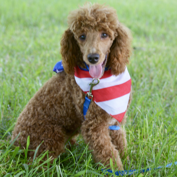 Poodle
