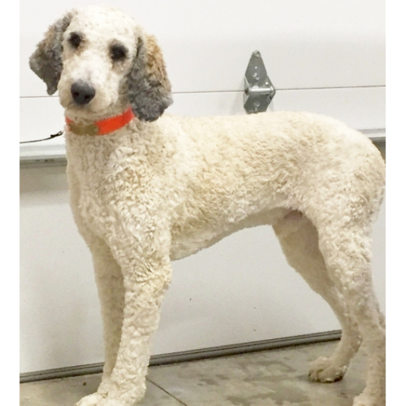 Poodle