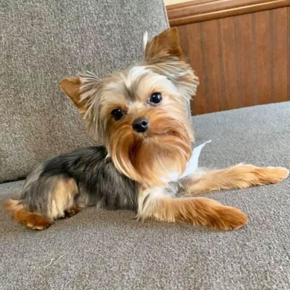 Yorkshire Terrier