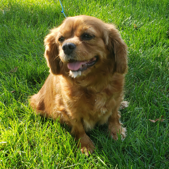Cavalier King Charles Spaniel