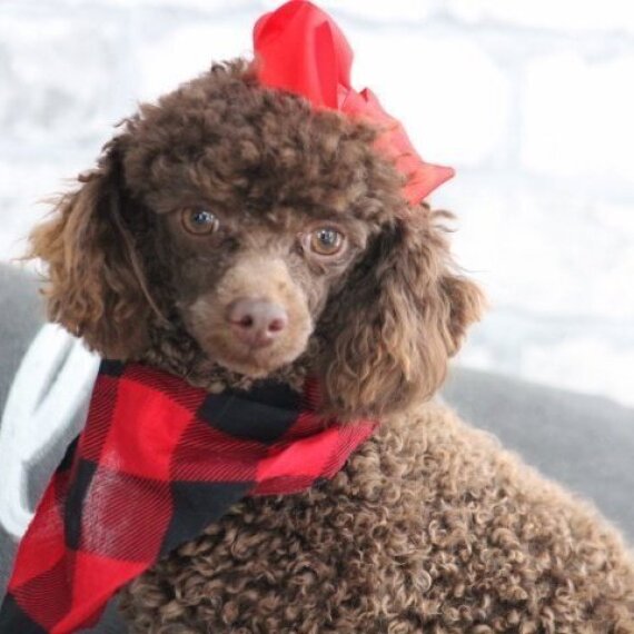 Poodle