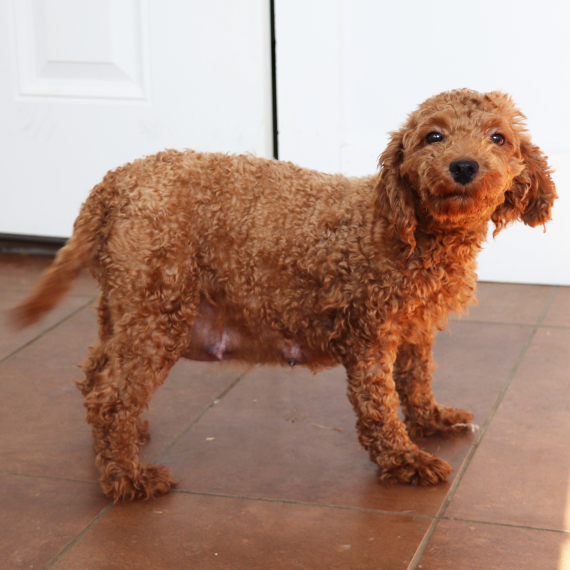 Poodle