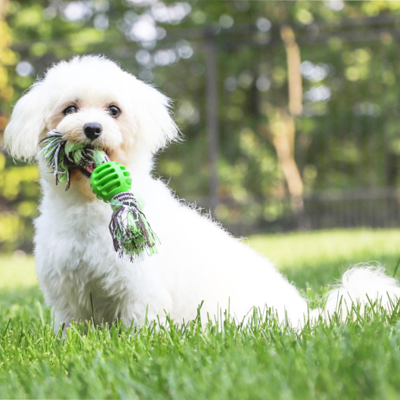 Maltese