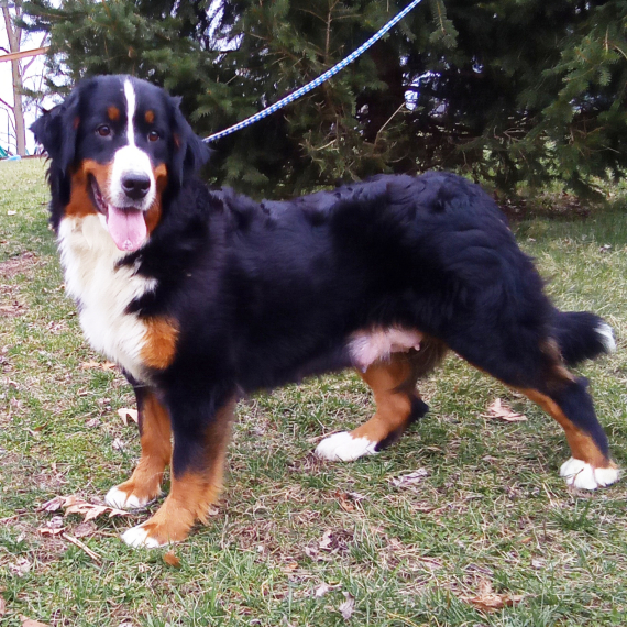 Bernese Mountain Dog