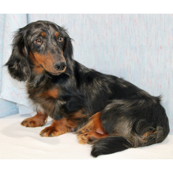 Dachshund