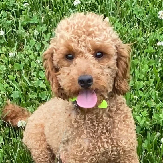 Poodle