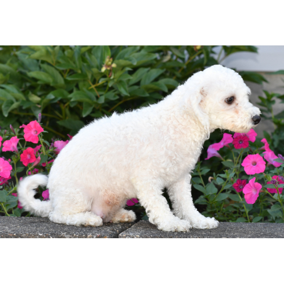 Bichon Frise