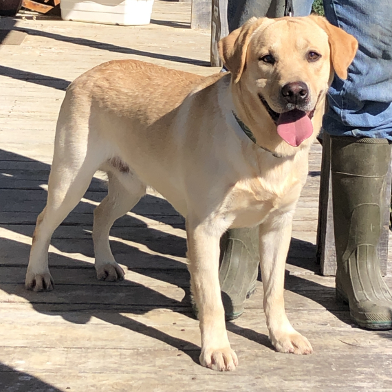Labrador Retriever