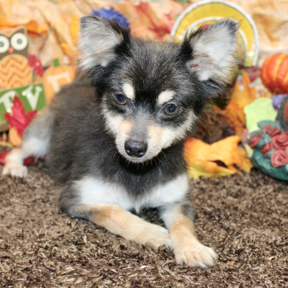 Pomeranian