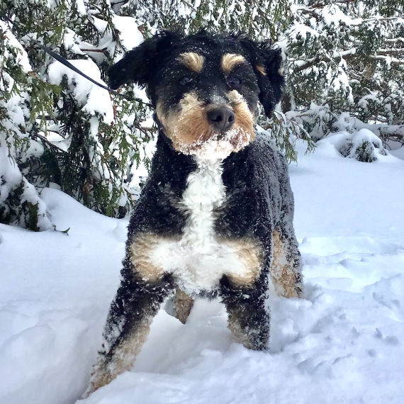 Bernedoodle