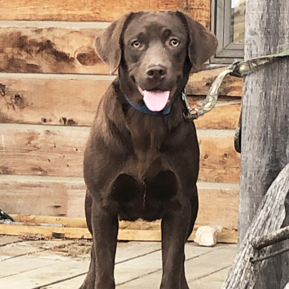Labrador Retriever