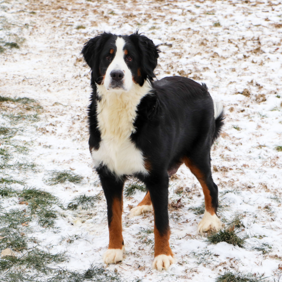 Bernese Mountain Dog