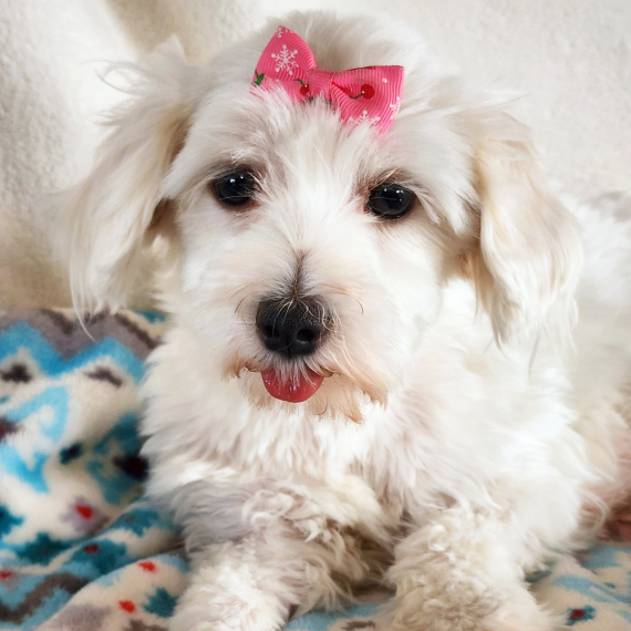 Maltese